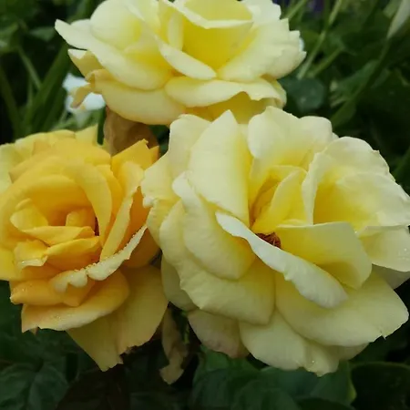 Riverwalk House Couette-café