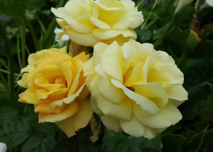 Riverwalk House Bed & Breakfast